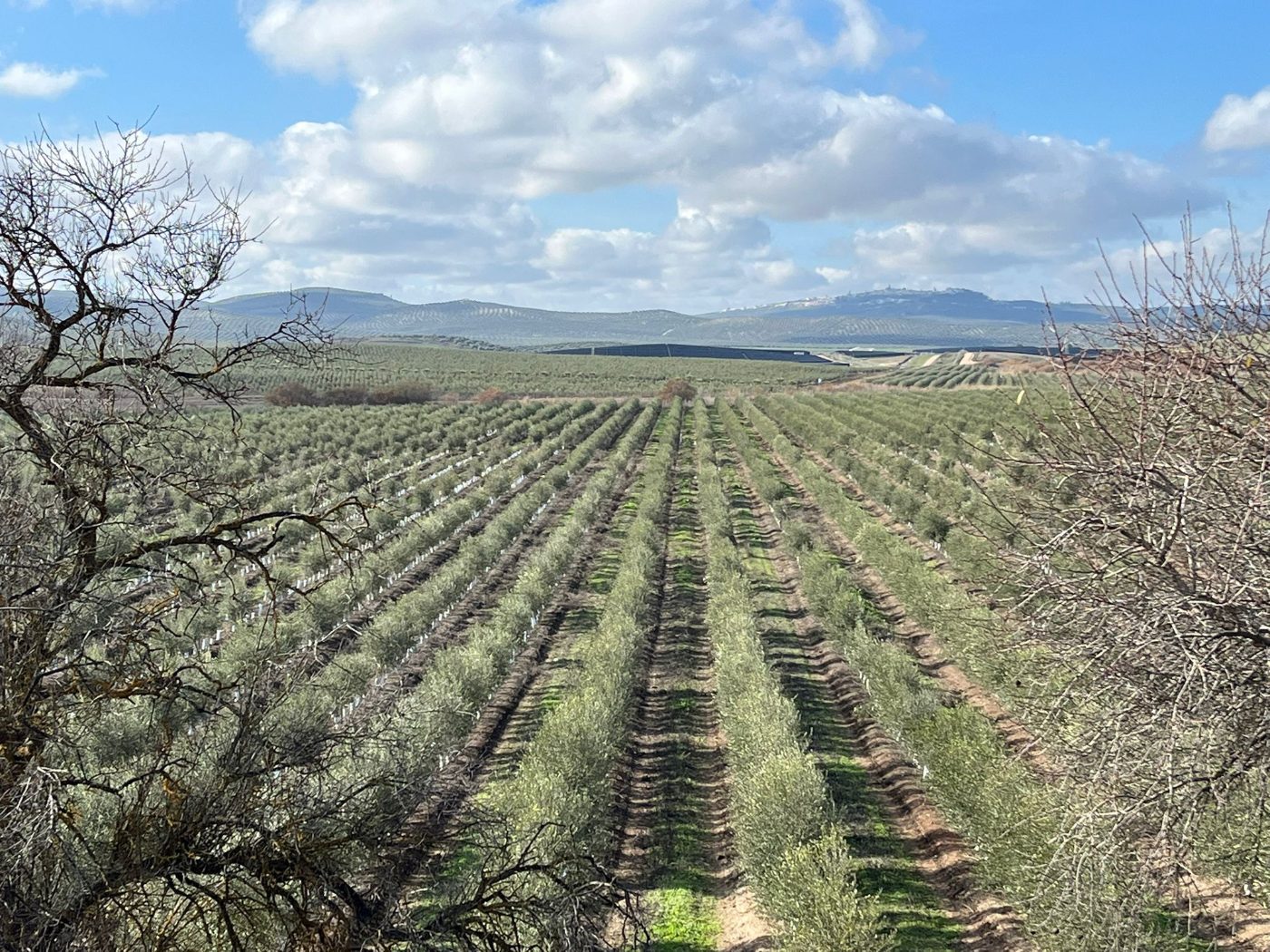 Finca de olivar superintensivo