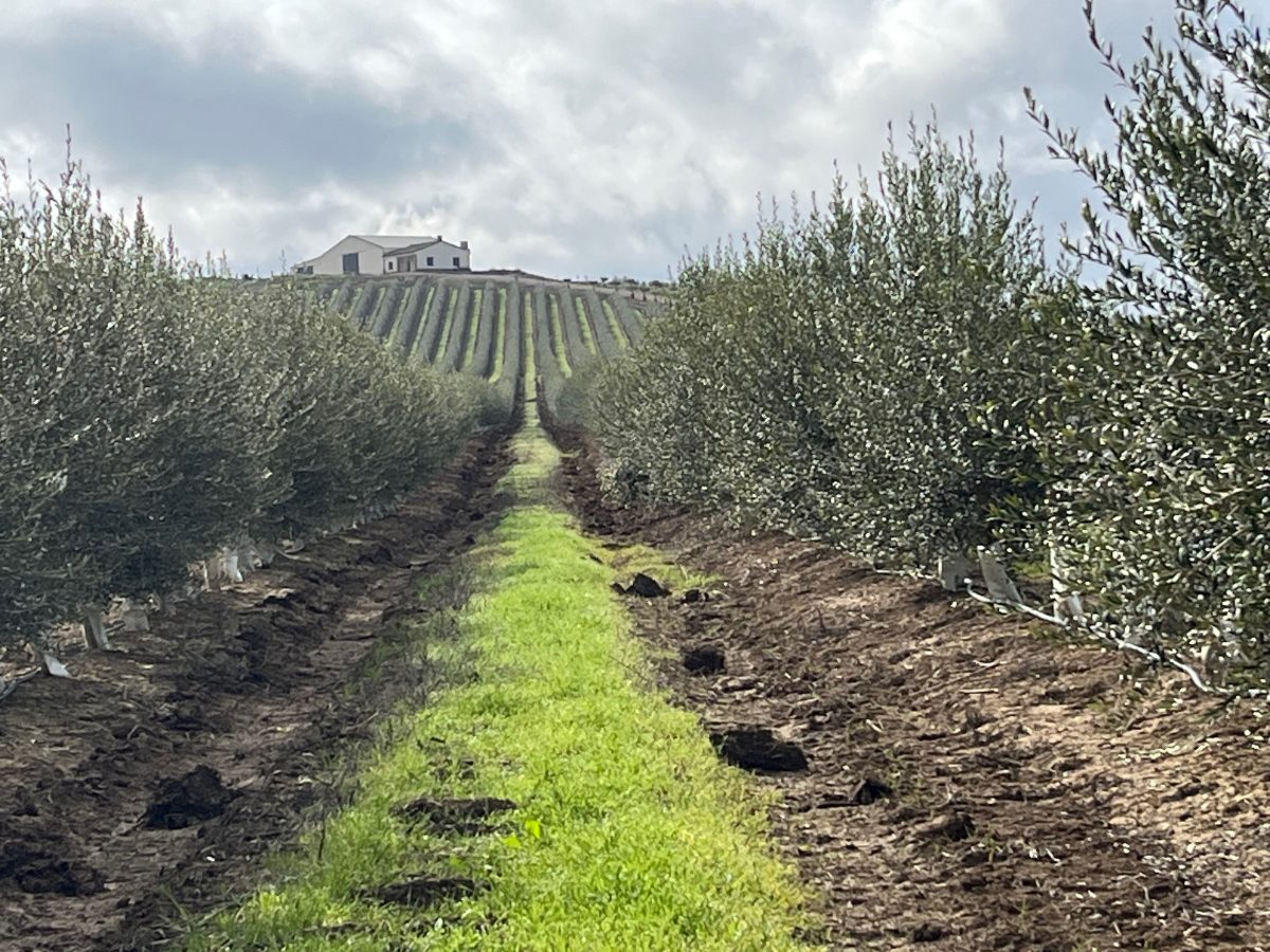 Calle de olivar en seto con cubierta vegetal y línea de goteo