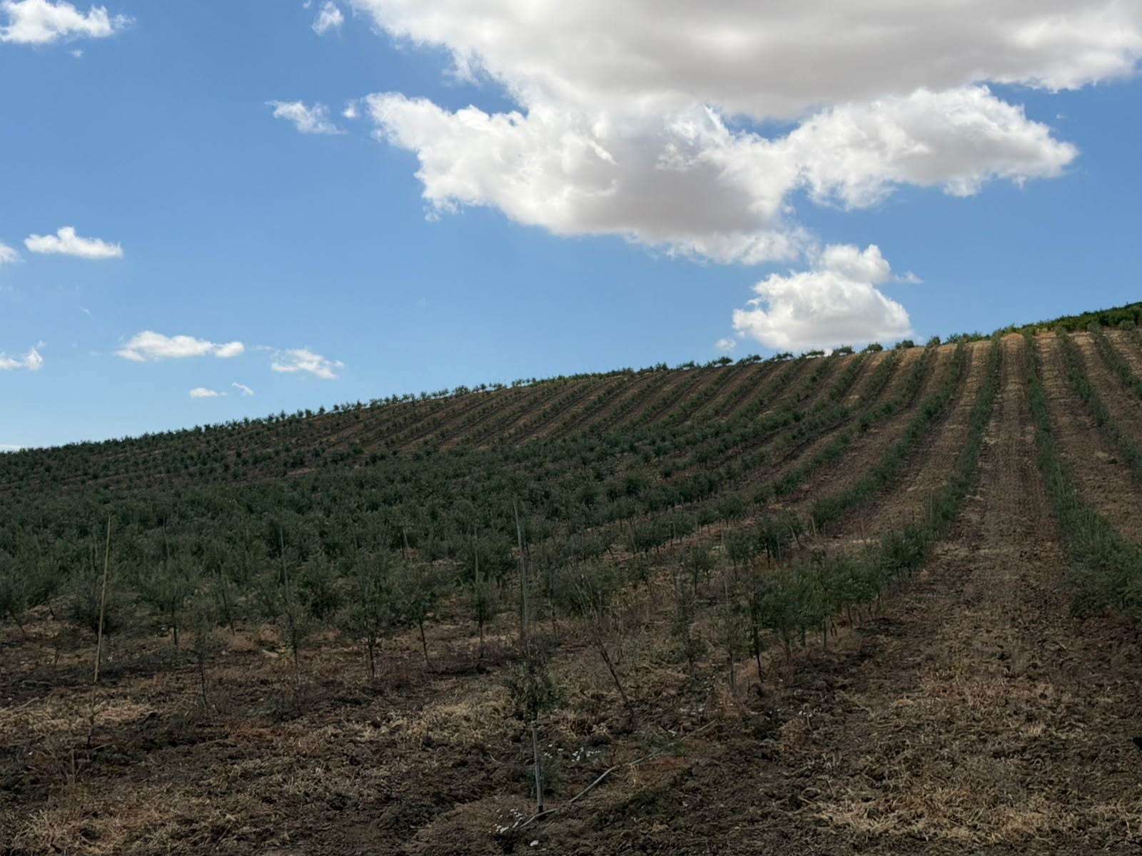 Plantación joven de olivar en seto en ladera, con calles recién trazadas
